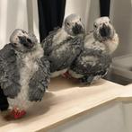 LORRECO - Jonge grijze roodstaartjes, Dieren en Toebehoren, Vogels | Parkieten en Papegaaien, Meerdere dieren, Papegaai, Geringd