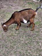 Tamme dwerggeit, Dieren en Toebehoren, Schapen, Geiten en Varkens, Vrouwelijk, Geit