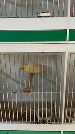 Canaris malinois a vendre, Animaux & Accessoires, Femelle