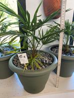 Palmbomen uit te kiezen, Tuin en Terras, Planten | Tuinplanten, Ophalen, Overige soorten