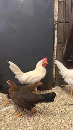 Haan witte leghorn, Dieren en Toebehoren, Pluimvee