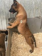 mechelse herder pups super mooie voor alle doeleinden, België, Fokker | Hobbymatig, CDV (hondenziekte), 8 tot 15 weken