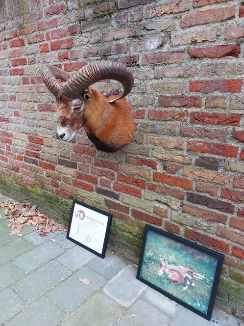 Tête montée, mouflon, diplôme, photo : taxidermie, crâne, bo, Collections, Collections Animaux, Bois ou Tête, Animal sauvage, Enlèvement