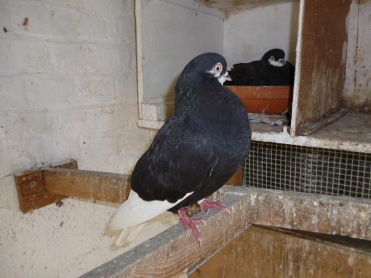 Amsterdamse baardtuimelaars, zwart en rood, Dieren en Toebehoren, Vogels | Duiven, Tuimelaar of Roller, Meerdere dieren