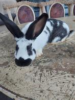 Vlinderkonijn voedster, Dieren en Toebehoren, Konijnen