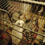 Dwergpapegaai, Dieren en Toebehoren, Vogels | Kanaries, Geslacht onbekend