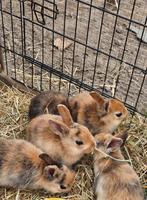4 dwergkonijntjes te koop, Dieren en Toebehoren, Knaagdieren, Geslacht onbekend, Mei, Overige typen, Tam