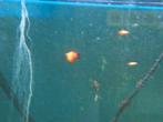 platy 'oranje sunrise', Dieren en Toebehoren, Vissen | Aquariumvissen, Vis, Zoetwatervis, Schoolvis