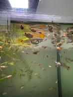 Mooie jonge guppies vuur/tijger, Dieren en Toebehoren, Vissen | Aquaria en Toebehoren, Ophalen