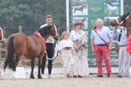 Brave Welsh Sectie C pony, Dieren en Toebehoren, Merrie, B, Gechipt, C pony (1.27m tot 1.37m)
