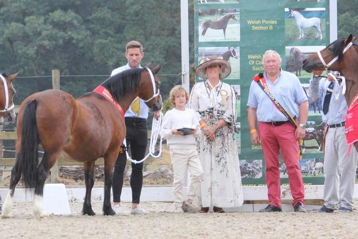 Brave Welsh Sectie C pony, Dieren en Toebehoren, Pony's, Merrie, B, C pony (1.27m tot 1.37m), Recreatiepony, 11 jaar of ouder