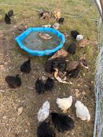 Cochin krielen tt kwaliteit, Dieren en Toebehoren, Pluimvee