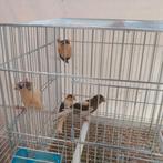 Jonge kanaries, Dieren en Toebehoren