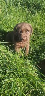 Chiots en chocolat du Labrador