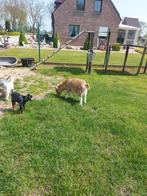 Beige 'Toggenburger' geit 3 jaar oud, Animaux & Accessoires, Moutons, Chèvres & Cochons, Chèvre