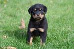 Rottweiler pups te koop - Beide ouders aanwezig, Dieren en Toebehoren, België, CDV (hondenziekte), 8 tot 15 weken, Meerdere