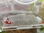 Taiwan Bee Caradina rode robijngarnaal, Dieren en Toebehoren, Vissen | Aquaria en Toebehoren, Ophalen of Verzenden