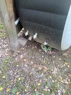 Jacuzzi bad en afdekhoes, Ophalen