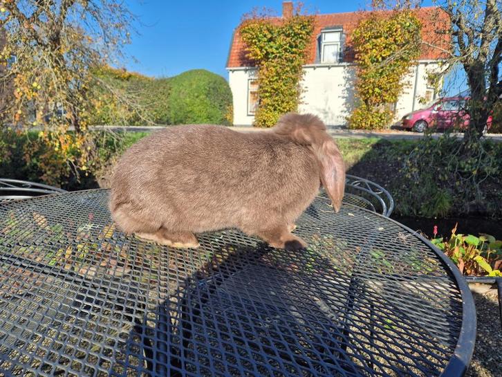 Franse hangoor voedster, Dieren en Toebehoren, Konijnen, Groot, Vrouwelijk, 0 tot 2 jaar, Hangoor