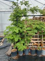 Albizia julibrissin, Solitaire Boom, Tuin en Terras, Planten | Bomen, Ophalen