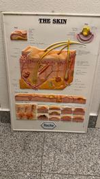 PANEL VOOR DERMATOLOGIE, Ophalen of Verzenden, Zo goed als nieuw, Reclamebord