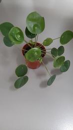 Pilea of pannenkoekenplant, Huis en Inrichting, Kamerplanten, Ophalen