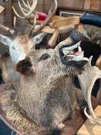 Taxidermie groot everzwijn kop in prachtige staat, Ophalen of Verzenden