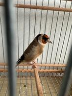 Putters parva, Dieren en Toebehoren