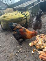 Gratis zijdehoen haan, Dieren en Toebehoren