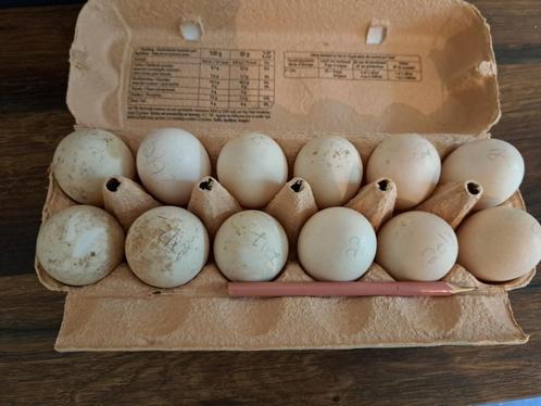 Bevruchte eieren, eend en loopeend, Dieren en Toebehoren, Pluimvee, Eend, Geslacht onbekend