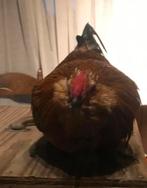 Antwerpse baardkriel zeer tam!