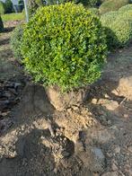 Buxus, Tuin en Terras, Ophalen, Buxus