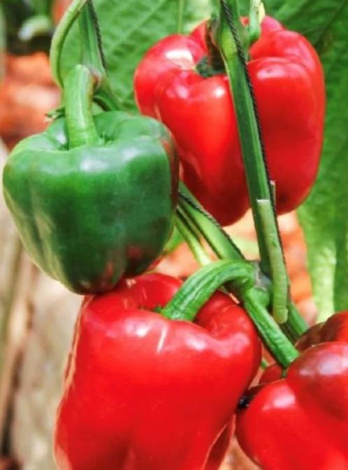 grote blokpaprika Yolo Wonder - 5 zaden, Tuin en Terras, Bloembollen en Zaden, Zaad, Voorjaar, Volle zon, Verzenden