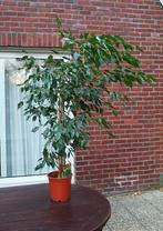 Rijzige Ficus Exotica, echte plant, +/- 125cm hoog, Maison & Meubles, Plantes d'intérieur, Ficus, En pot, Enlèvement, 100 à 150 cm
