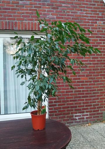 Rijzige Ficus Exotica, echte plant, +/- 125cm hoog beschikbaar voor biedingen