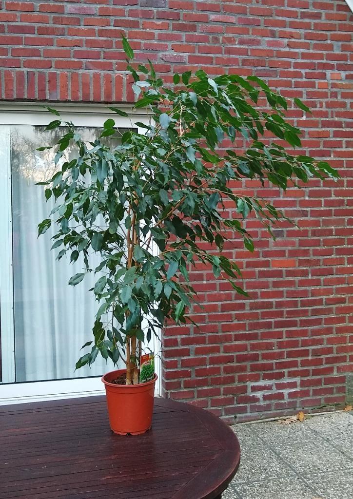 Rijzige Ficus Exotica, echte plant, +/- 125cm hoog, Huis en Inrichting, Kamerplanten, Ficus, 100 tot 150 cm, Groene kamerplant