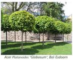 ÉRABLE SPHÉRIQUE « GLOBOSUM » HAUTE TIGES : 45€/pièce, Jardin & Terrasse, Plantes | Arbres, Enlèvement, Arbre à bulbes, 250 à 400 cm