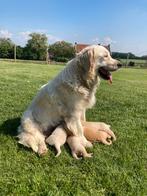 Mooie golden retriever pups bij particulier (geteste ouders), Golden retriever, België, Particulier, 8 tot 15 weken