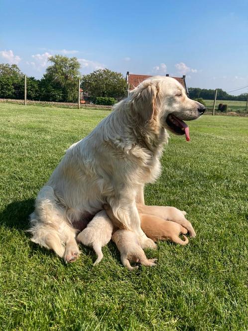 Mooie golden retriever pups bij particulier (geteste ouders), Dieren en Toebehoren, Honden | Retrievers, Spaniëls en Waterhonden