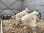 Brahma kippen columbia blauw en zwart, Dieren en Toebehoren, Vrouwelijk, Kip