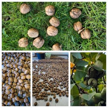 A vendre noix fraîches très gros calibre 5€/kg beschikbaar voor biedingen