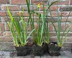 Gele lis vijverplant / vaste plant, Volle zon, Vaste plant, Ophalen of Verzenden, Vijverplanten