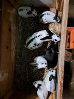Vlinderkonijnen te koop, Dieren en Toebehoren, Meerdere dieren, Groot, 0 tot 2 jaar