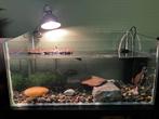 Twee zaagrugschildpadden met aquarium, pomp, eten inbegrepen, Dieren en Toebehoren, Reptielen en Amfibieën, Schildpad, Met terrarium