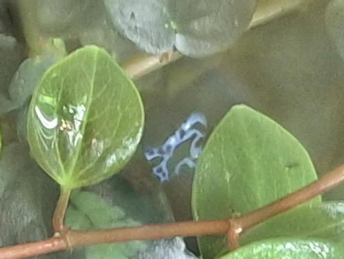 Paludarium met blauwe gifkikkers, Dieren en Toebehoren, Reptielen en Amfibieën | Toebehoren, Ophalen