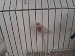 Goulds, Dieren en Toebehoren, Geringd