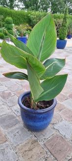 Canna Pretoria, Ophalen