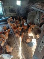 Brahma hennen en hanen te koop, Dieren en Toebehoren, Pluimvee, Geslacht onbekend, Kip