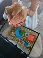 Tamme hamster, Dieren en Toebehoren, Knaagdieren