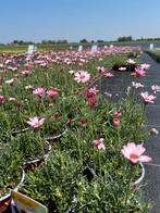 Rhodanthemum verschillende kleuren, Tuin en Terras, Planten | Tuinplanten, Ophalen, Vaste plant, Bodembedekkers, Volle zon